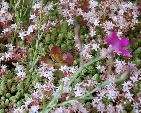 Kruiden sedum cassettes - pakket - Afbeelding 3