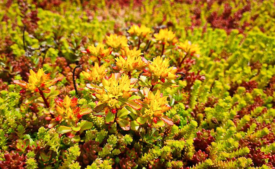 Volgroeide planten die groeien uit de sedummatten van Mooigroendak.