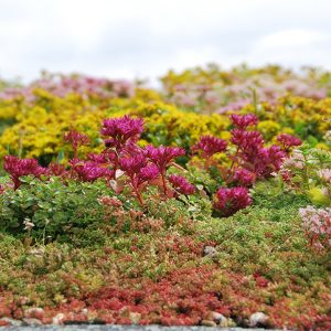 Sedum pakketten Kant-en-Klaar