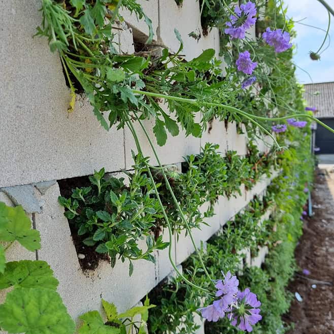 Groene wand gemaakt van holle blokken waar planten in geplaatst kunnen worden.