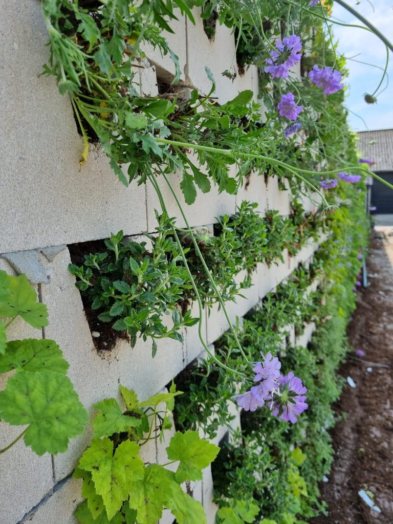 Zijkant groene wand blokken waar volgroeide planten te zien zijn.