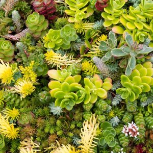 Sedum aanlegmateriaal