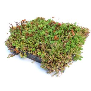 Sedum cassettes