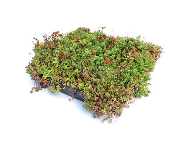 Standaard sedum cassettes - pakket - Afbeelding 2
