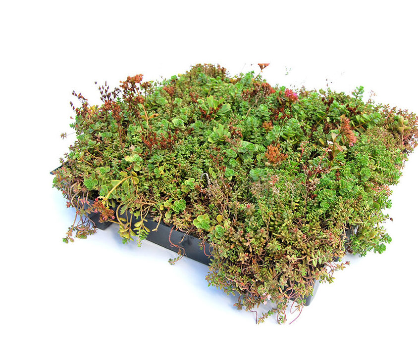 MooiGroendak sedum cassette per stuk