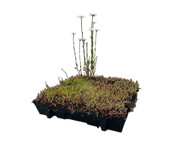 Product foto van een kruiden sedum cassette.
