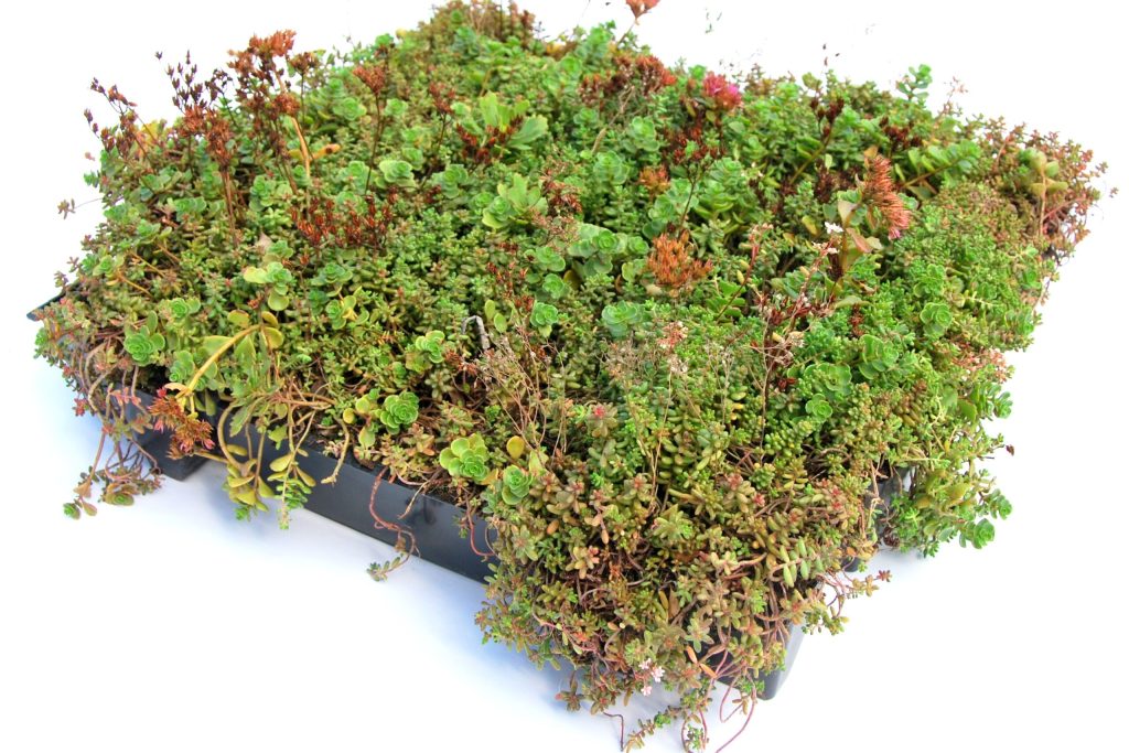 Transparante afbeelding van standaard sedum cassettes p/stuk.