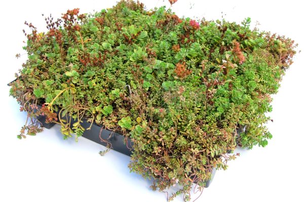 Standaard sedum cassettes p/stuk