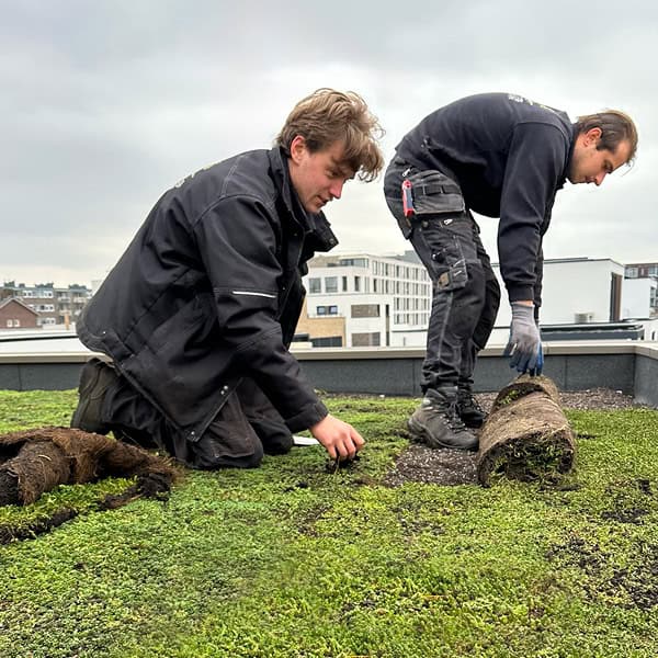Onze projecten Op de foto 2 medewerkers van mooiGroendak leggen sedummatten aan op een nieuwbouw woning in Helmond