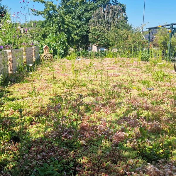 Onze projecten Kleurrijk, fleurig, uitbundig groeiend sedumkruidendak in Boekel.