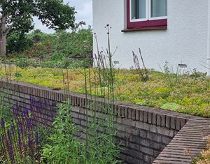 Sedummatten als gazon, aangevuld met lang bloeiende planten. Een ware moestuin voor de insecten.