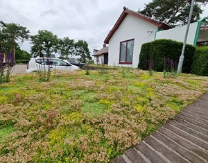 Sedummatten als gazon, aangevuld met lang bloeiende planten.