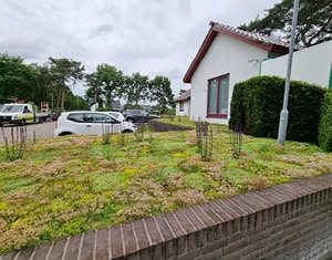 Een kleurrijke ontvangst op de camping door het fleurig sedum gazon, aangevuld met langbloeiende planten.
