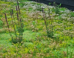 Langbloeiende planten zorgen voor extra biodiversiteit in het sedum gazon op de camping in Elsendorp.