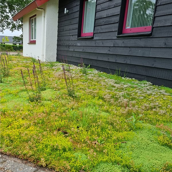 Onze projecten Een kleurrijke ontvangst op de camping door een fleurig sedum gazon, aangevuld met langbloeiende planten.