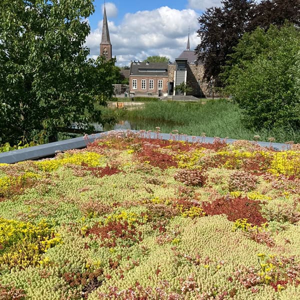 Onze projecten Kleurrijk uitzicht op het in bloei staande sedum dak met op de achtergrond de kerktoren.