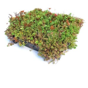 Sedum cassettes