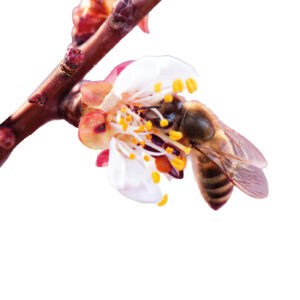 Biodiversiteit in de tuin