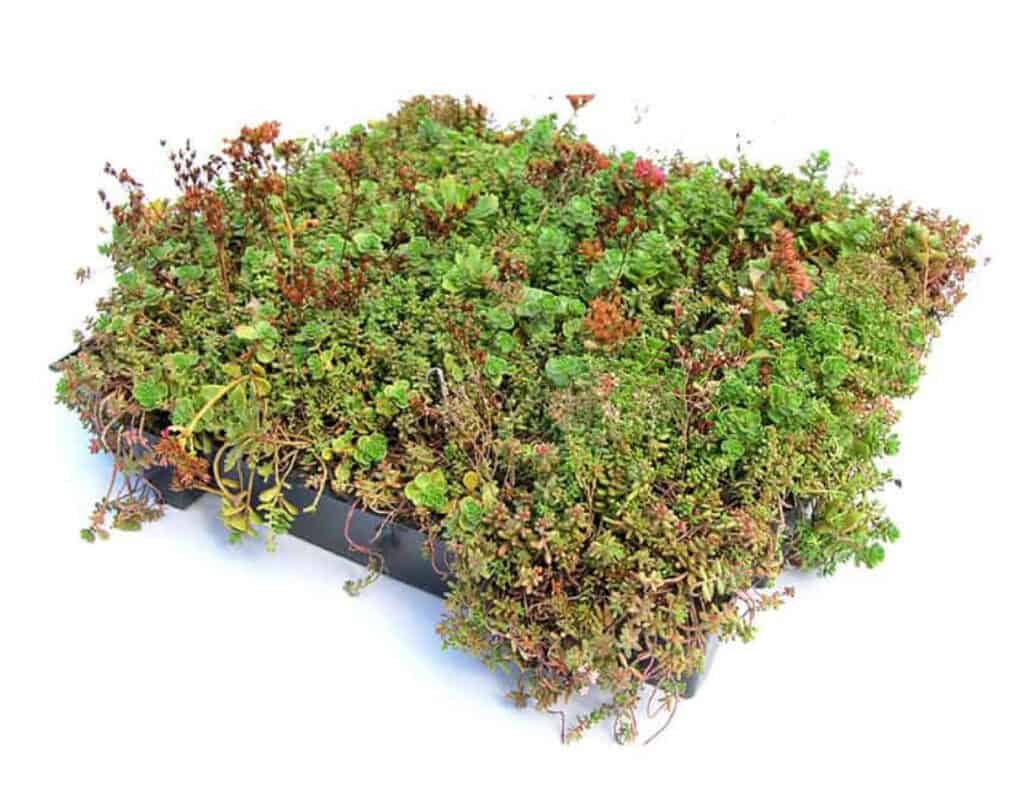 mooigroendak sedum cassette