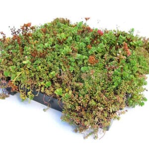 Sedum cassettes